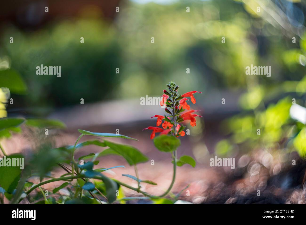 Scarlet-Salbei Stockfoto