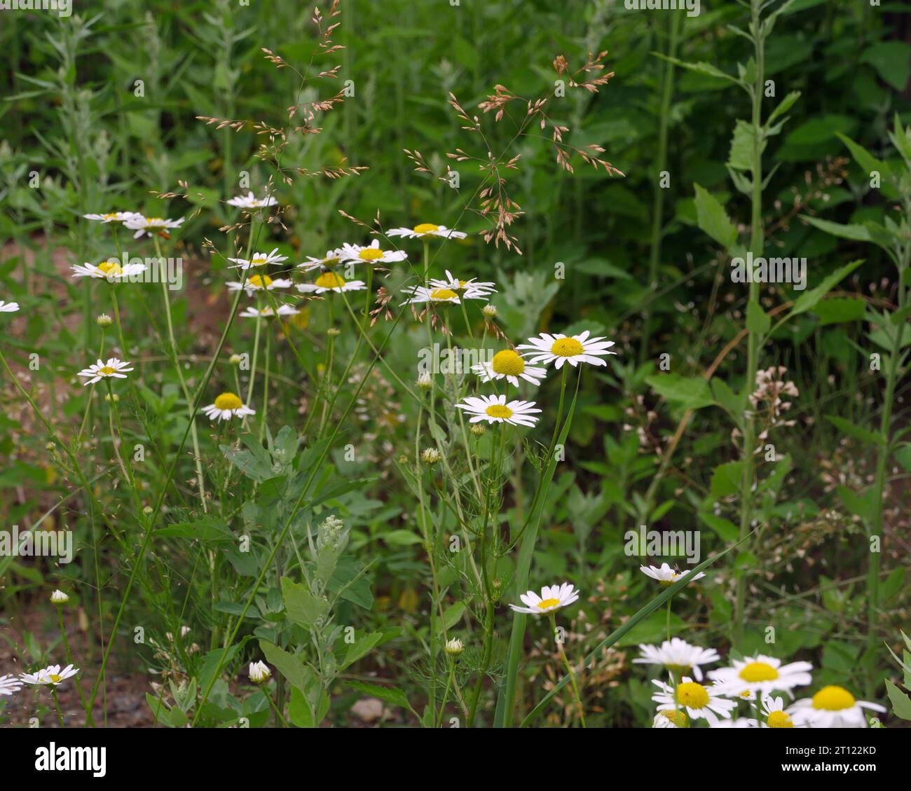 Gänseblümchen Wildblumen, grüne Wiese, Landschaft Stockfoto