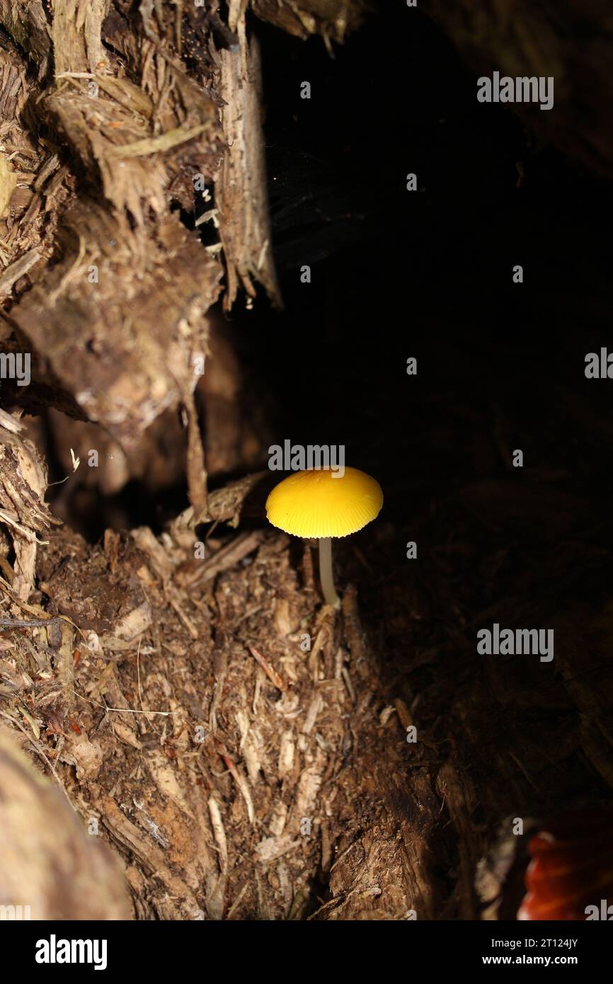 Gelbe Schildpilze (Pluteus chrysophaeus) in britischen Wäldern und Schatten Stockfoto