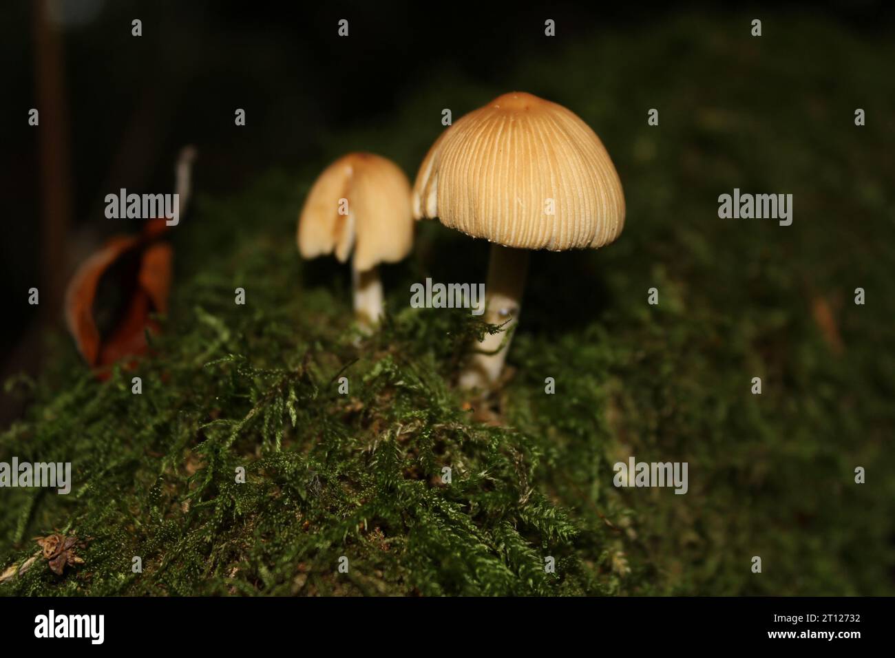 Glitzernde Tintenpatronen (Coprinellus micaceus) auf Moos Stockfoto