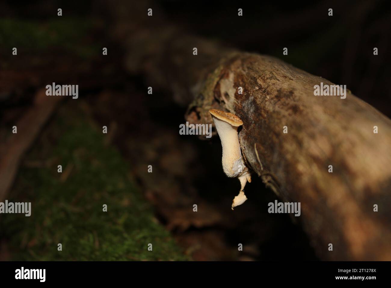 Tuberöser Polyporpilz (Polyporus tuberaster) am Baum Stockfoto