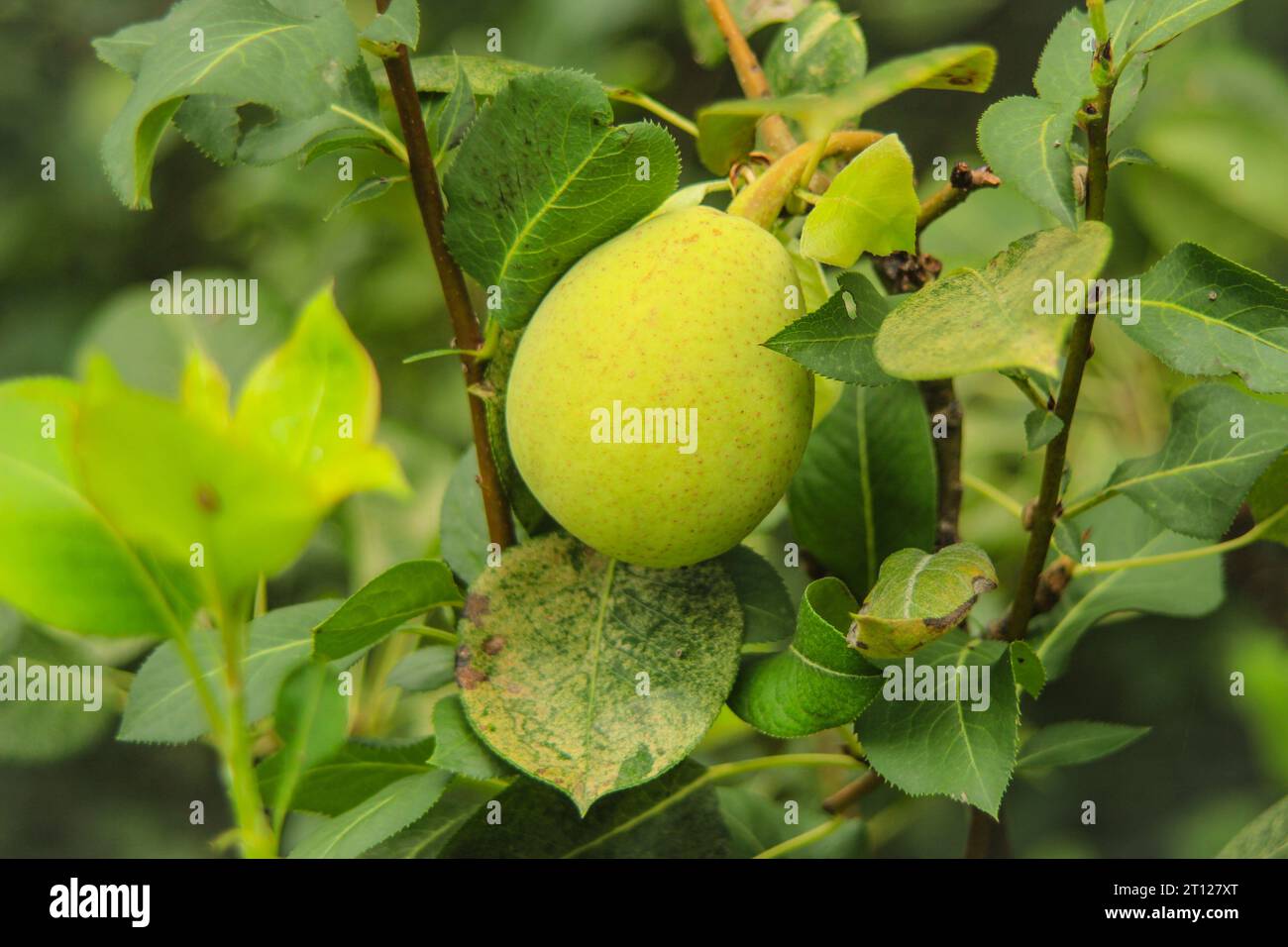 Nahaufnahme der Birne hängt auf Baum. Frische saftige Birnen auf Birnenbaum branch.Organic Birnen in natürlicher Umgebung. Birnenernte im Sommergarten. Stockfoto