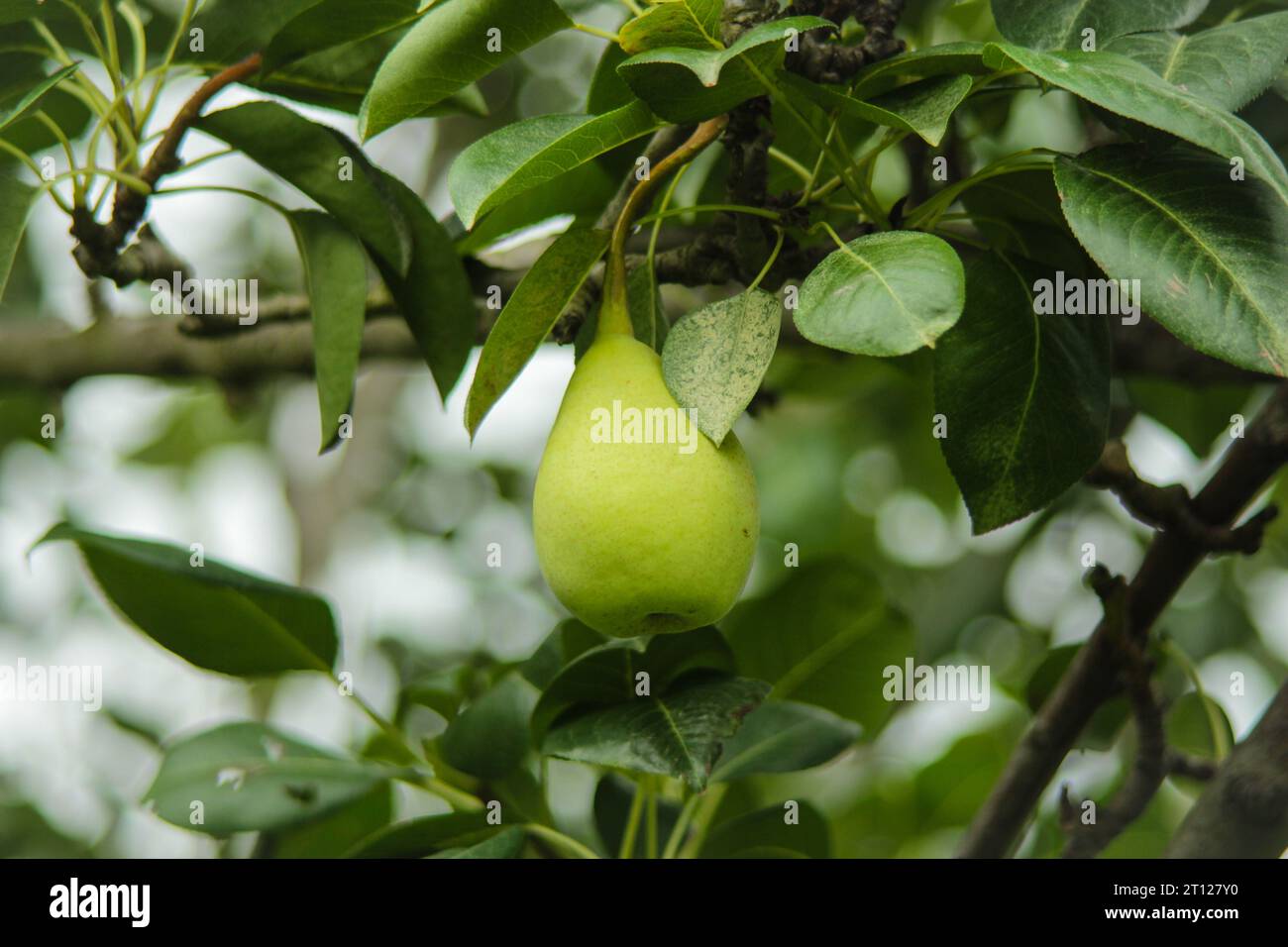 Nahaufnahme der Birne hängt auf Baum. Frische saftige Birnen auf Birnenbaum branch.Organic Birnen in natürlicher Umgebung. Birnenernte im Sommergarten. Stockfoto