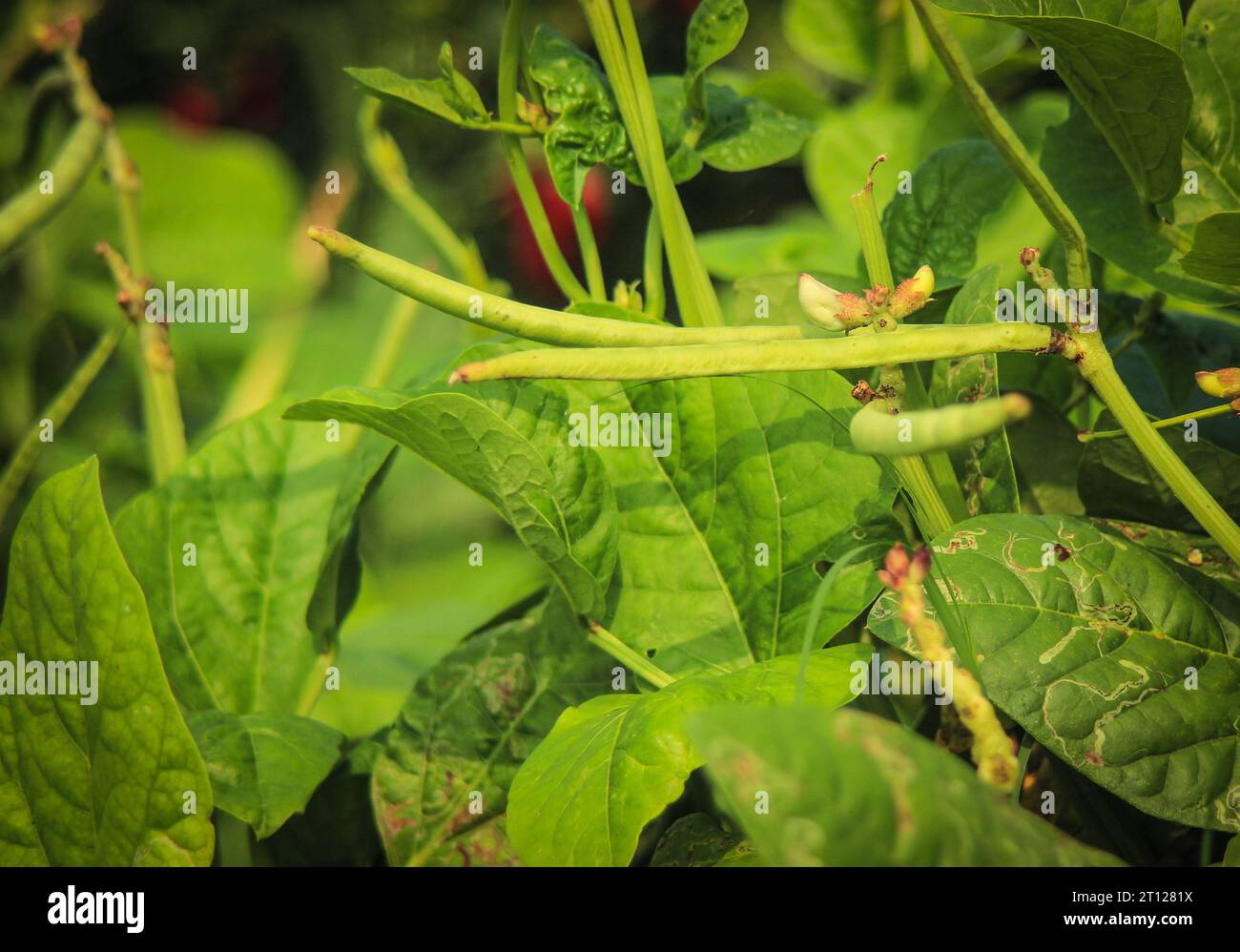 Nahaufnahme der Kuherbsen-Schoten auf der Pflanze. Grüne Kuherbsen-Gemüseschoten. Kuherbsen. Cowerbsen Gemüse auf der Farm. Gesunde Ernährung. Proteinöse Nahrung. Mit Auswahl Stockfoto