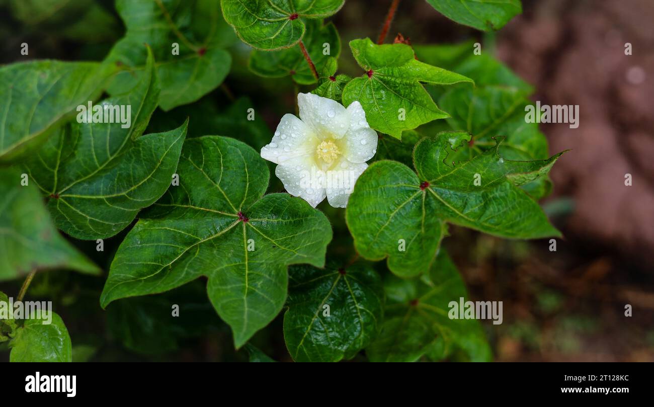 Gossypium Herbaceum Nahaufnahme mit frischen Samenkapseln. Baumwollboll hängt an der Pflanze. Mit selektivem Fokus auf das Thema. Nahaufnahme der weißen Baumwollblume Stockfoto