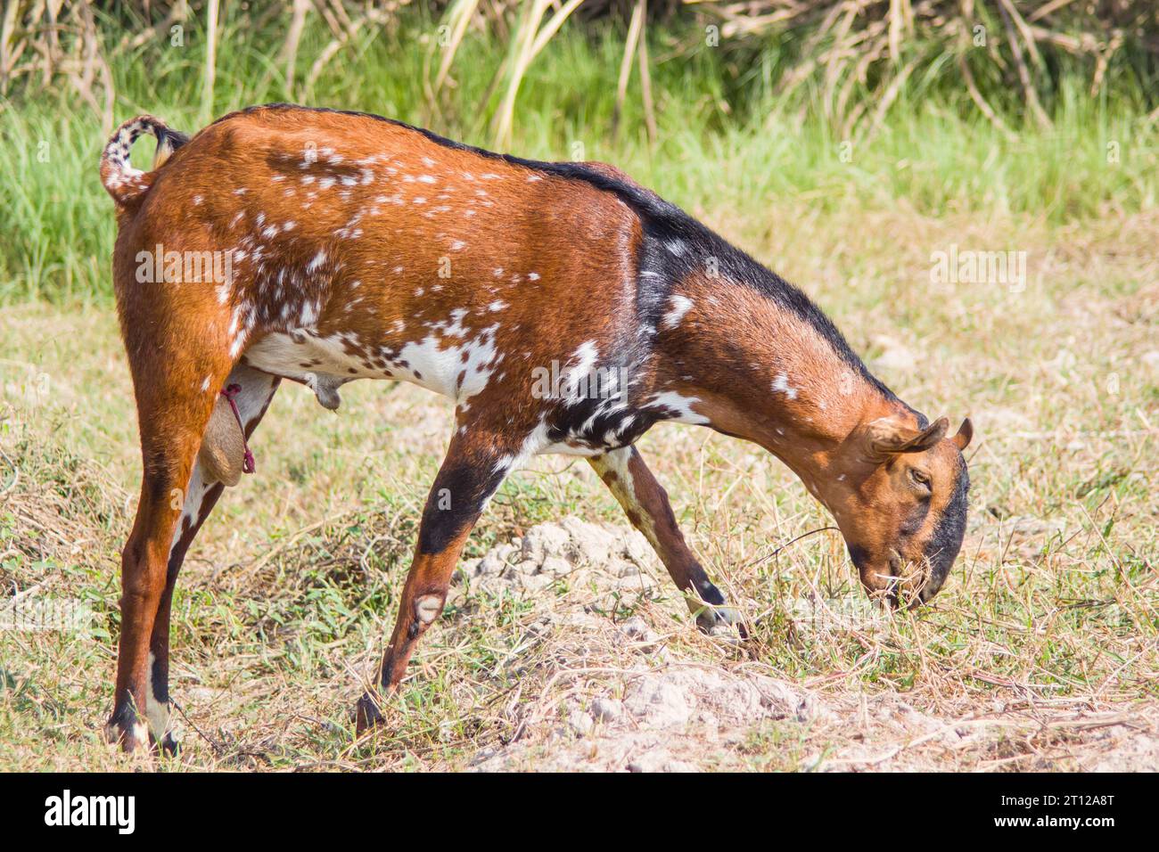 Anglo Nubische Ziege isst Gras auf der Wiese. Junge anglo-nubische Ziege weidet auf der Grasfarm. Anglo-nubische Ziege. Milchgebende Tiere. Ziegenherden. Stockfoto