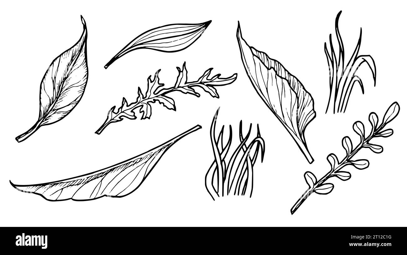 Satz Waldblätter. Hand gezeichnete Vektorillustration von Waldpflanzen im Linienkunststil. Gravierte Zeichnung mit schwarzer Tinte auf weißem Hintergrund. Botanische Kritzelskizze für Symbol oder Logo. Stock Vektor