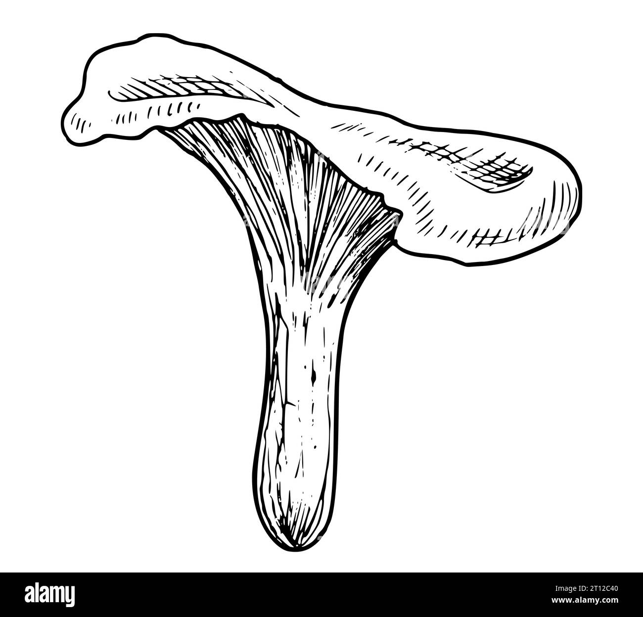 Pfifferling-Pilze. Hand gezeichnete Vektor-Illustration des Waldpilzes ...