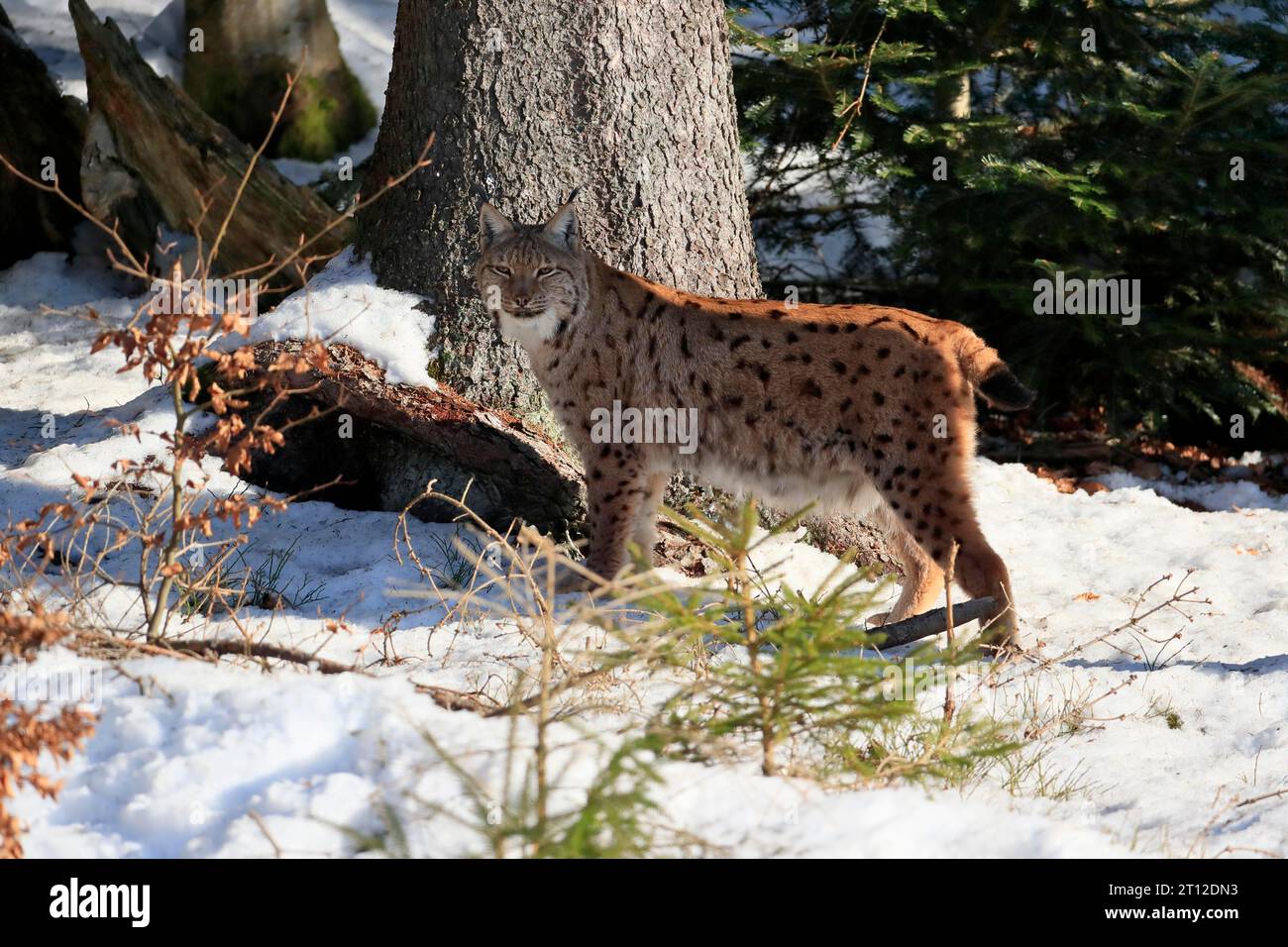 Karpaten-Luchs (Lynx lynx carpathicus), Erwachsene, im Winter, im Schnee, Alarm, Bayerischer Wald, Bayern, Deutschland Stockfoto