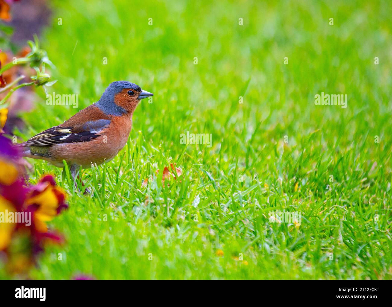 Bezaubernde Chaffinch (Fringilla Coelebs) in Dublin, Irlands natürlicher Schönheit. Stockfoto