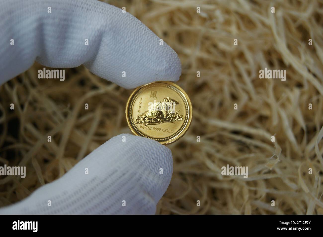 Anlagemünze in der Hand eines Numismatikers. Reine Goldmünze mit einem Rattenbild. Stockfoto