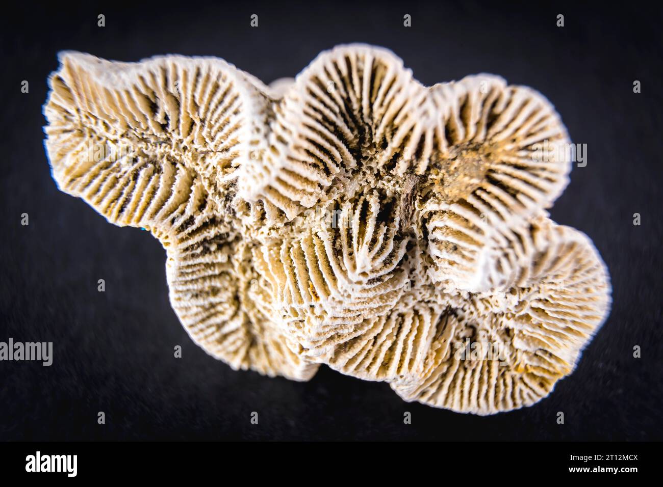Fossiler weißer korallenschwarzer Hintergrund. Makrofotografie Stockfoto