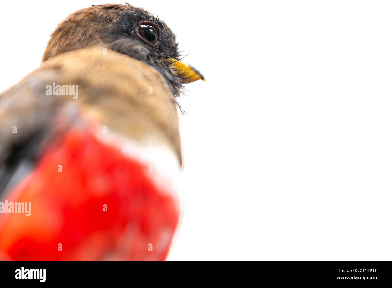 Nahaufnahme eines rotbrüstigen Trogon mit Kragen (Trogon collaris) mit braunem Kopf. Stockfoto