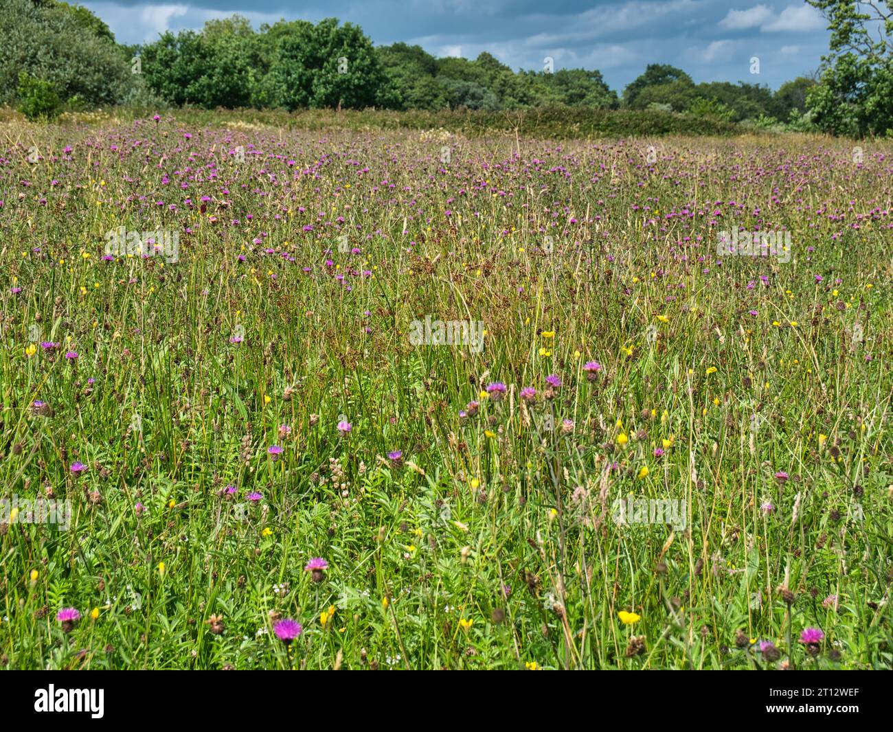 Ein verlassenes Feld mit wilden Blumen in Wales, Großbritannien. An einem sonnigen Tag im Sommer. Stockfoto