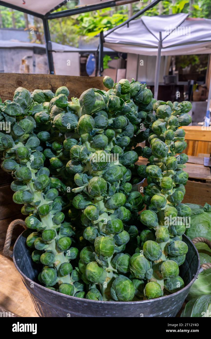 Rosenkohl mit Stielen werden auf einem Bauernmarkt im Freien verkauft. Stockfoto