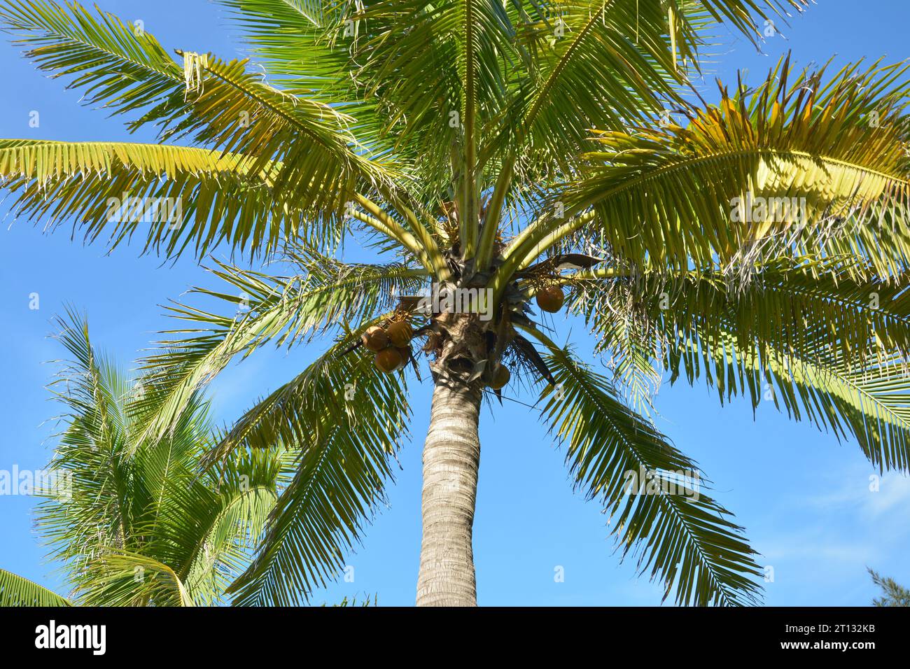 Kokospalme unter blauem Himmel am sonnigen Nachmittag Stockfoto