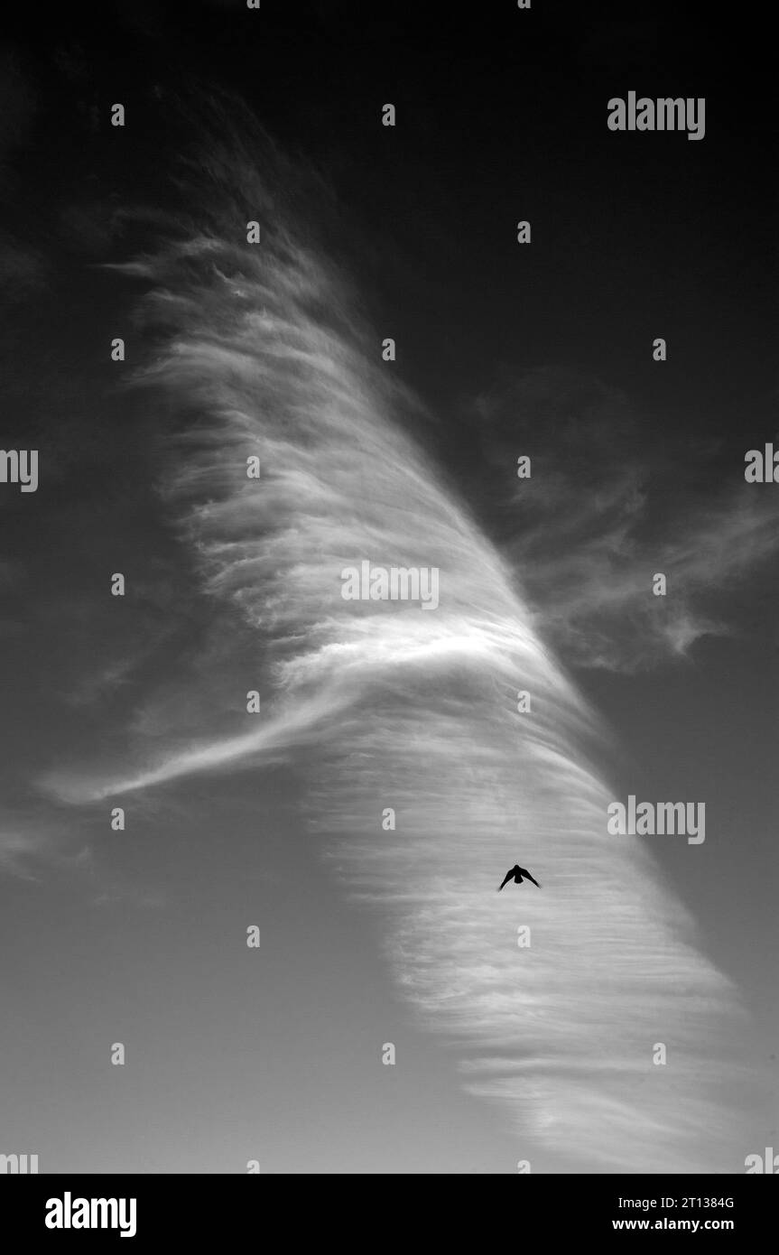 Wolken und Vogel vorschlagen Flug Stockfoto