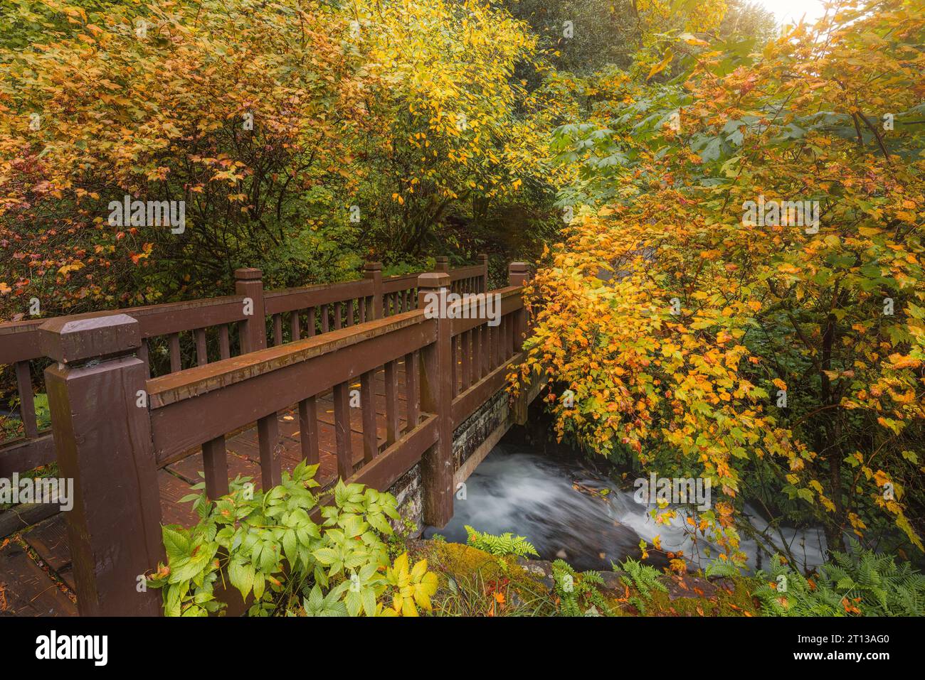 Wandersteg über einen friedlichen Bach, umgeben von wunderschönem Herbstlaub in der Columbia River Gorge, Oregon Stockfoto