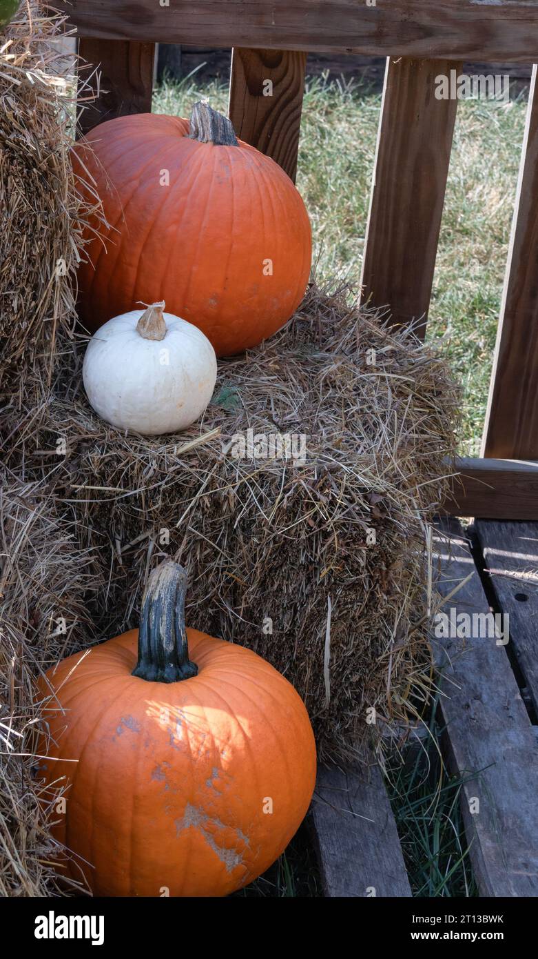 Orangefarbener und weißer Kürbiskürbis an einem schönen Herbsttag auf Heuballen. Kannst du Kürbiskuchen sagen! Stockfoto