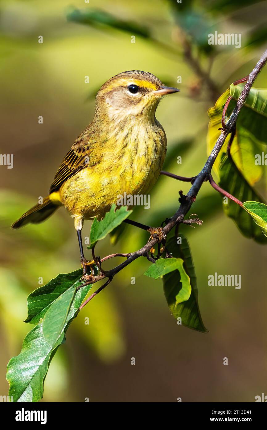 Palmenschnabel im Herbstgefieder Stockfoto