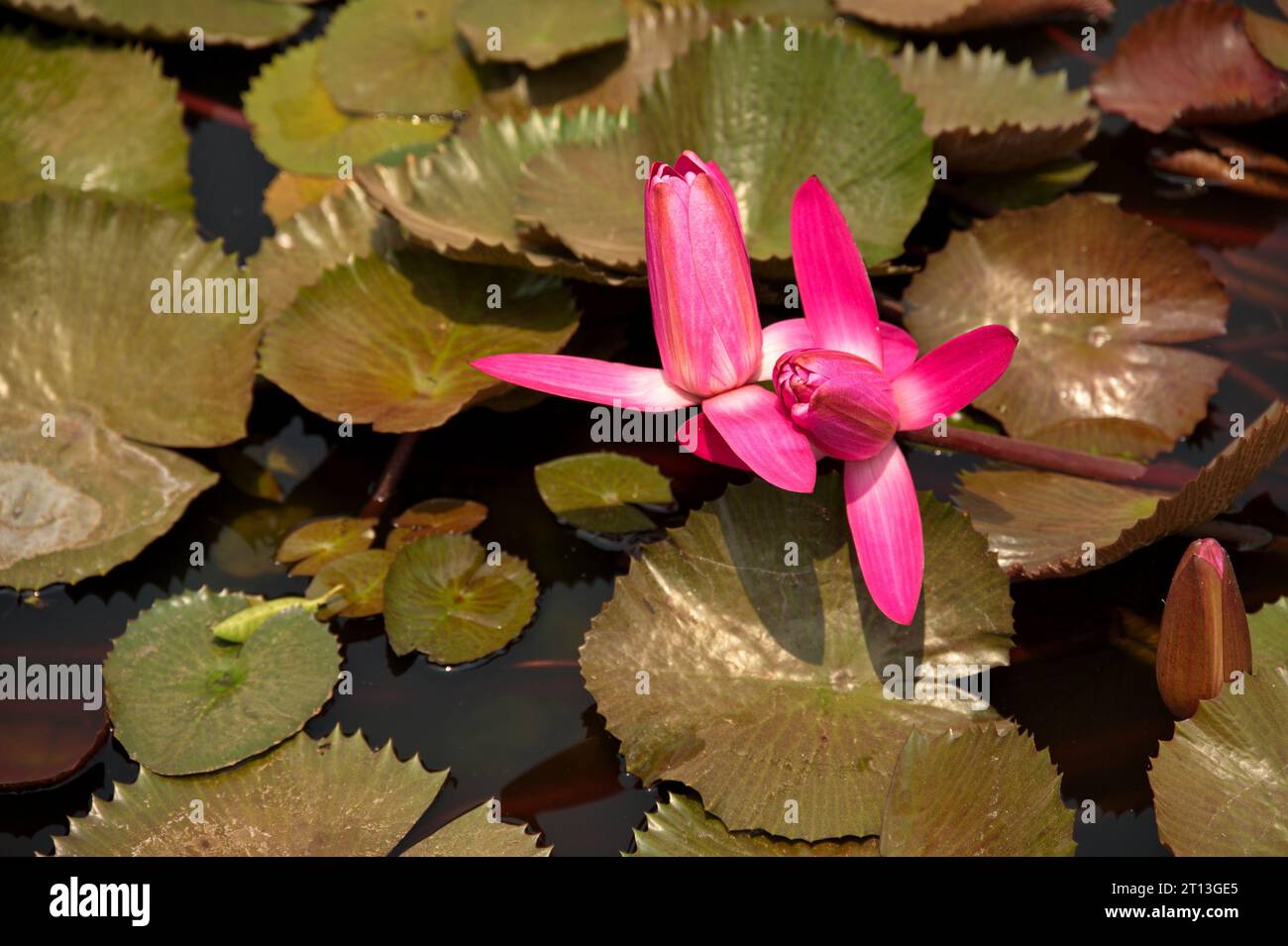 Blick aus einem hohen Winkel auf rosa Lotusblüten und Blätter auf dem Wasser Stockfoto