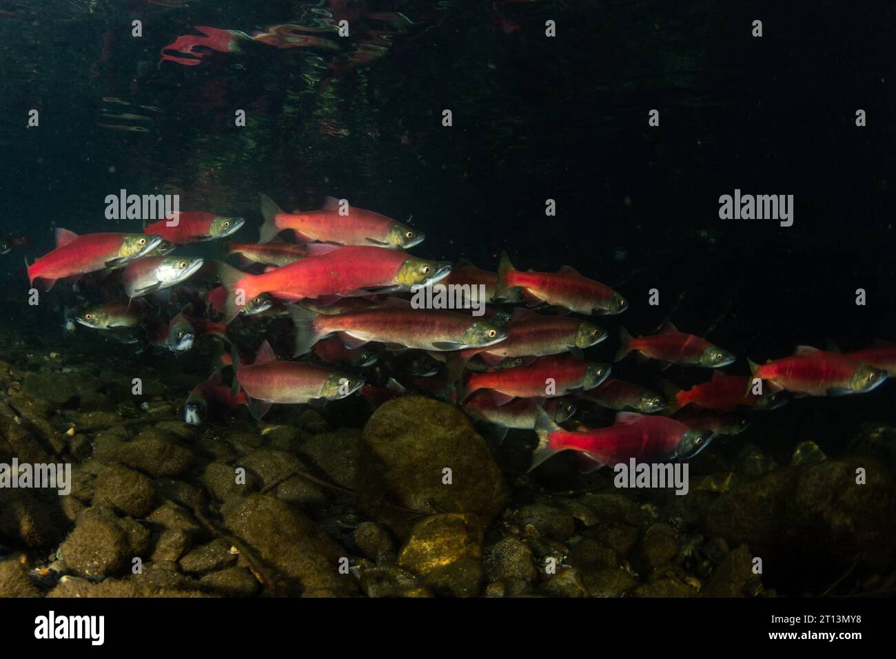 kokanee-Lachs (Oncorhynchus nerka), die Fische schwärmen zusammen und ziehen flussaufwärts zum Laichen und vervollständigen ihren Lebenszyklus. Stockfoto