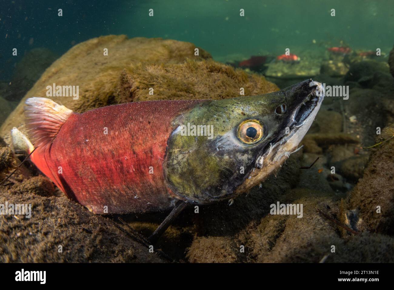 Kokanee-Lachs (Oncorhynchus nerka) in ihrem farbenfrohen roten Laichstadium, während sie sich zum Laichen versammeln und zum Laichen migrieren. Stockfoto