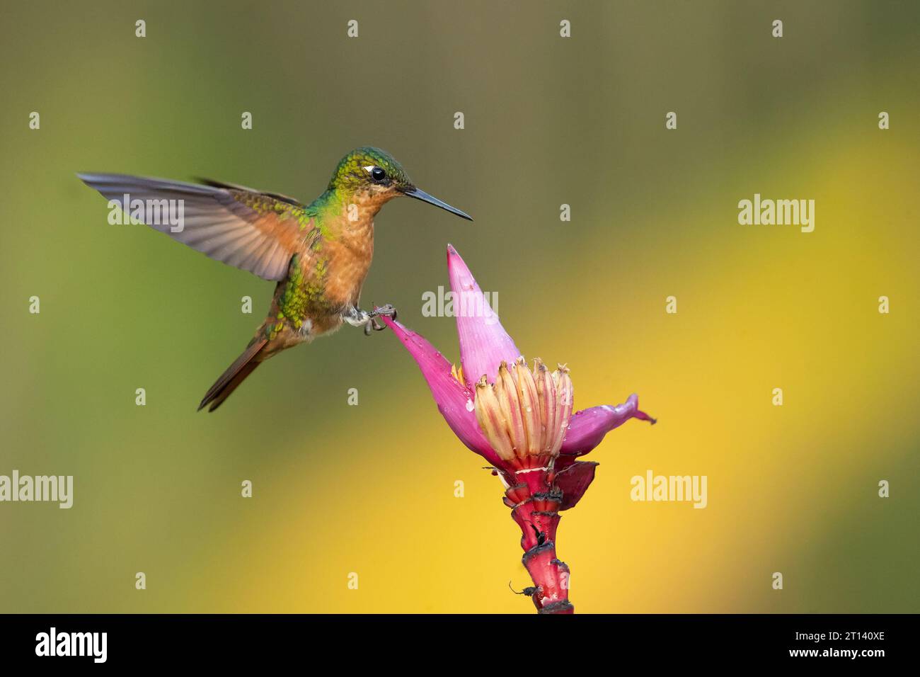Der brasilianische Rubin (Heliodoxa rubricauda) ist eine Kolibris-Spezies der Brillanten, des Stammes Heliantheini in der Unterfamilie Lesbiinae Stockfoto