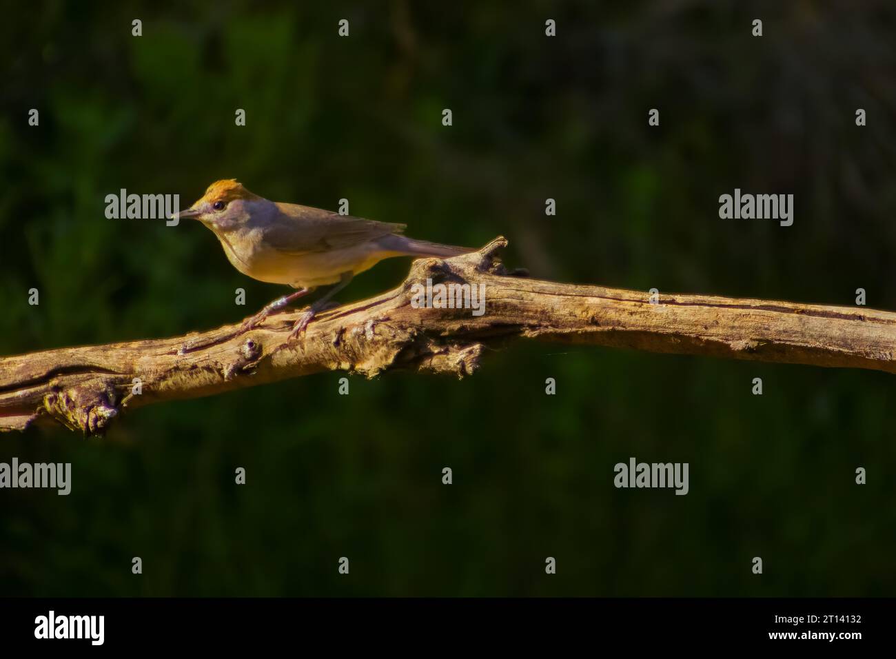 Kastanienschwanzstarling Sturnus malabaricus. Hochwertige Fotos. Stockfoto