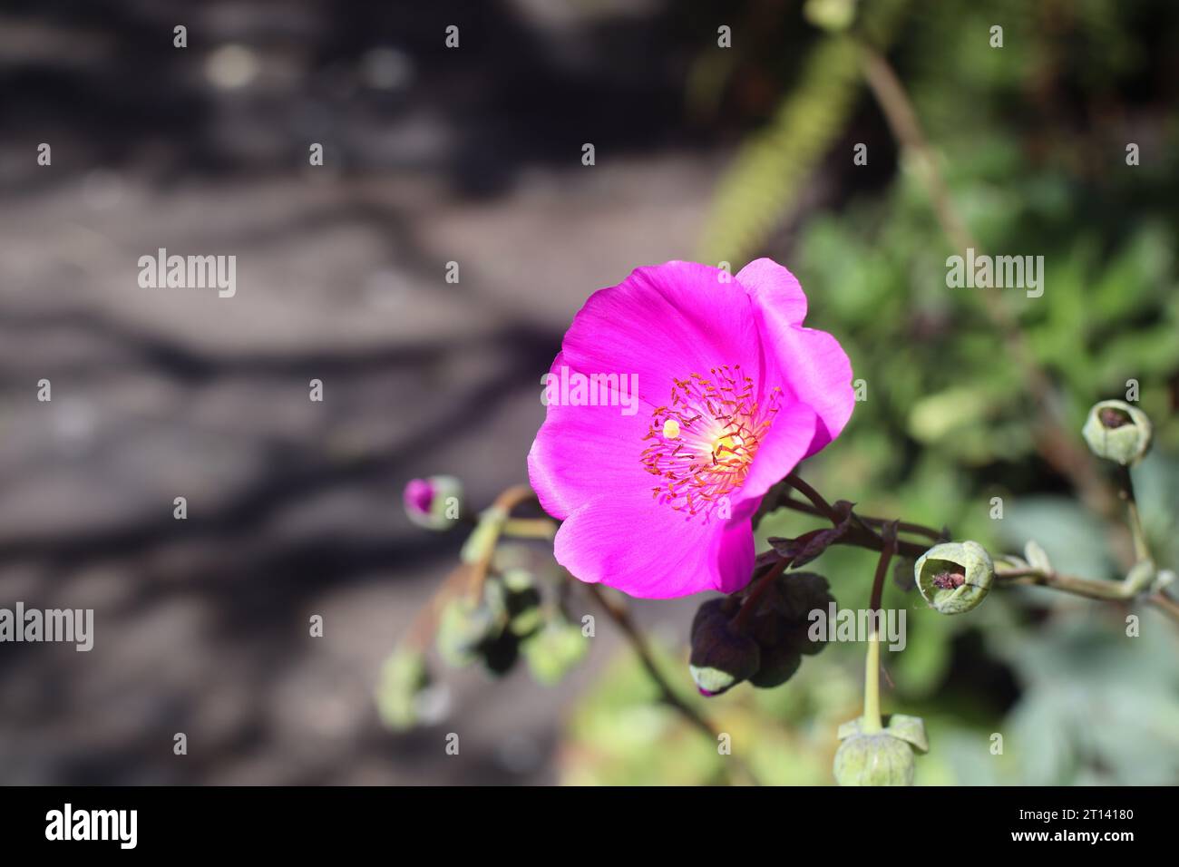 Nahaufnahme von Rock Purslane (Calandrinia spectabilis). Lila Blumen blühen in sanftem Sonnenlicht. Blume aus nächster Nähe. Stockfoto
