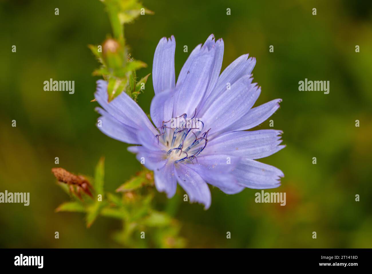 Cichorium intybus - Zichorienblume, schöne lila Blume, Nahaufnahme Stockfoto