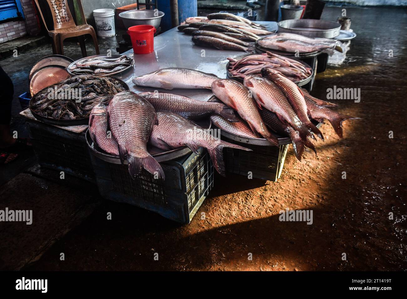 Fisch wird auf einem lokalen Fischmarkt in Barishal, Bangladesch, ausgestellt. Stockfoto