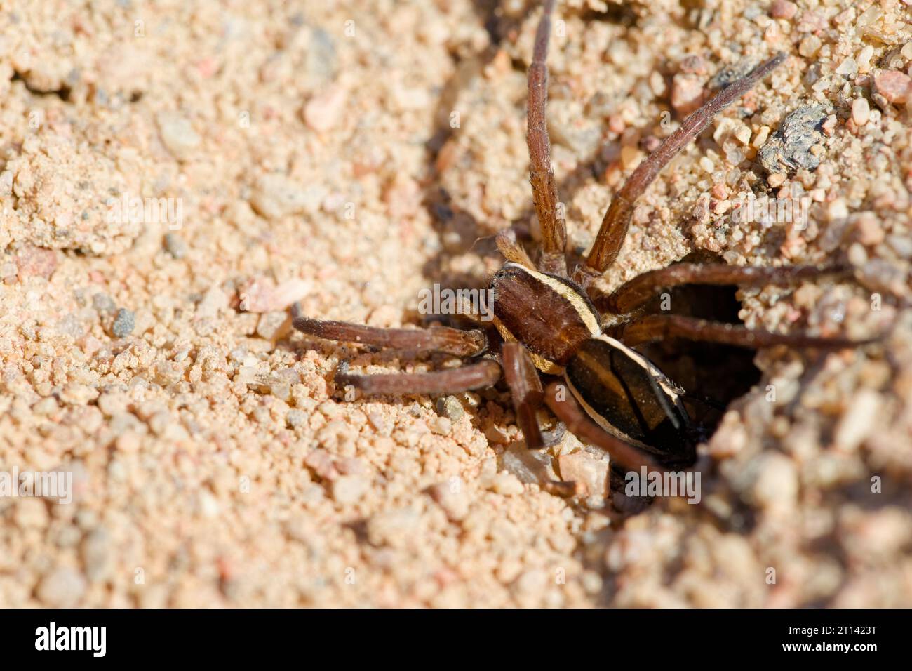 Schwarzbändige Spinnenwespe (Anoplius viaticus) mit Beute Stockfoto