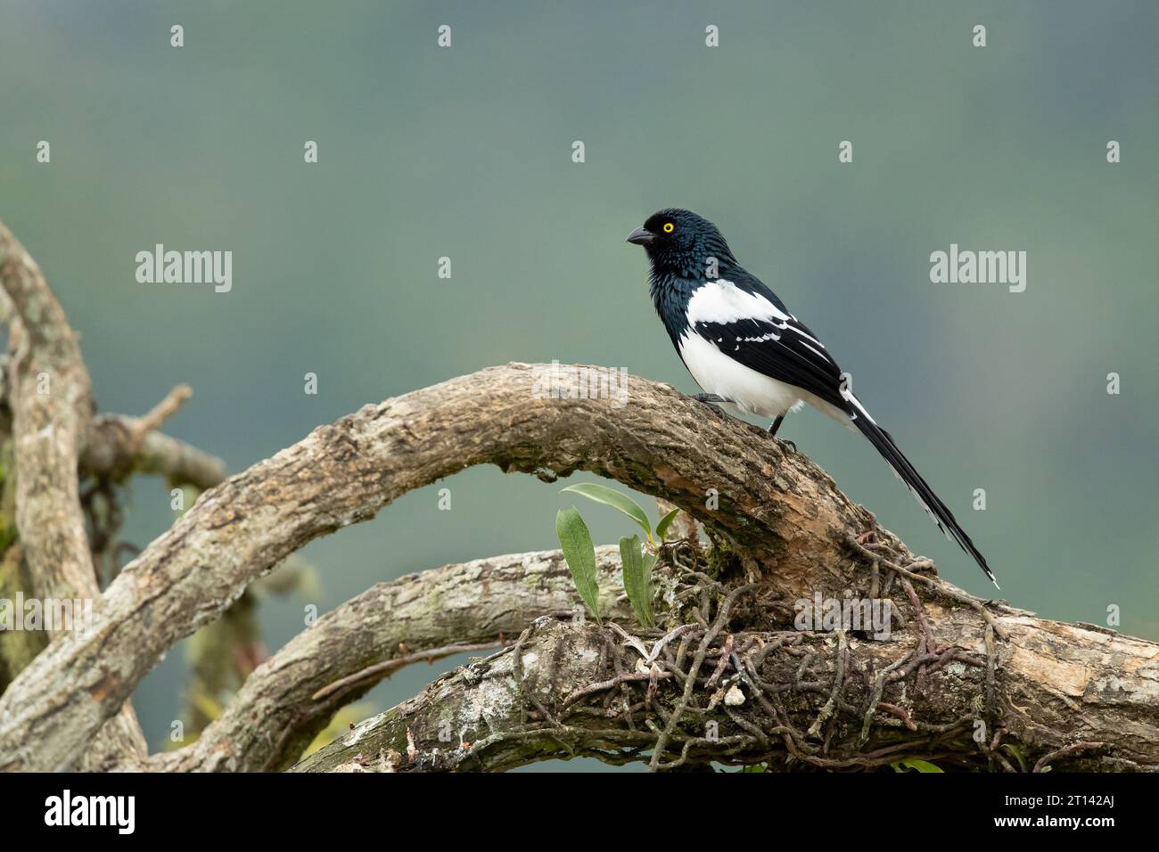 Der Elstertanager (Cissopis leverianus) ist eine südamerikanische Tanagerart. Stockfoto