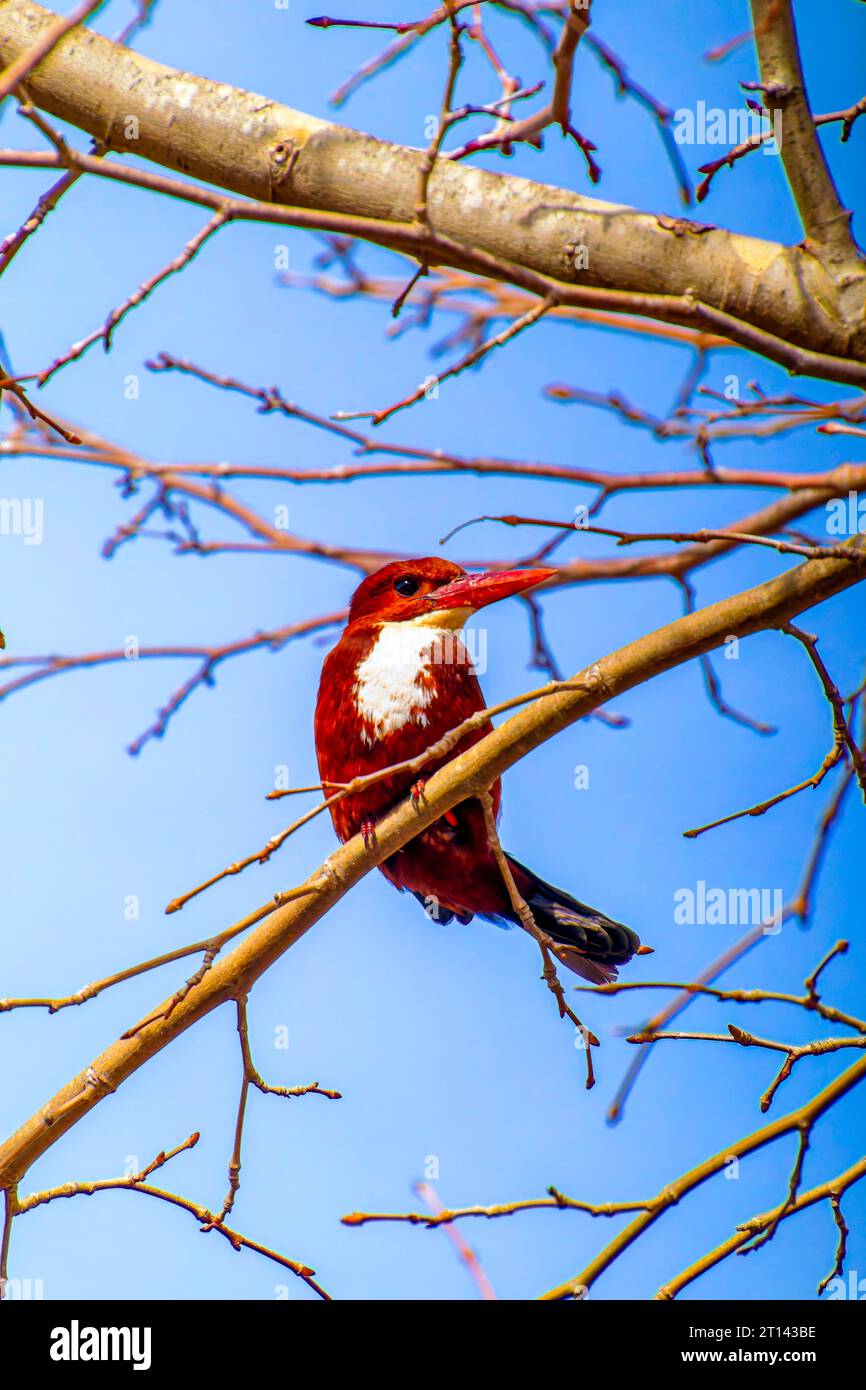 Der weiße Eisvogel Halcyon smyrnensis der geschwollene braune und blaue Flügelvogel, der auf dem Ast mit spitzen Haaren thront, blickt auf den Fotografen zu Stockfoto