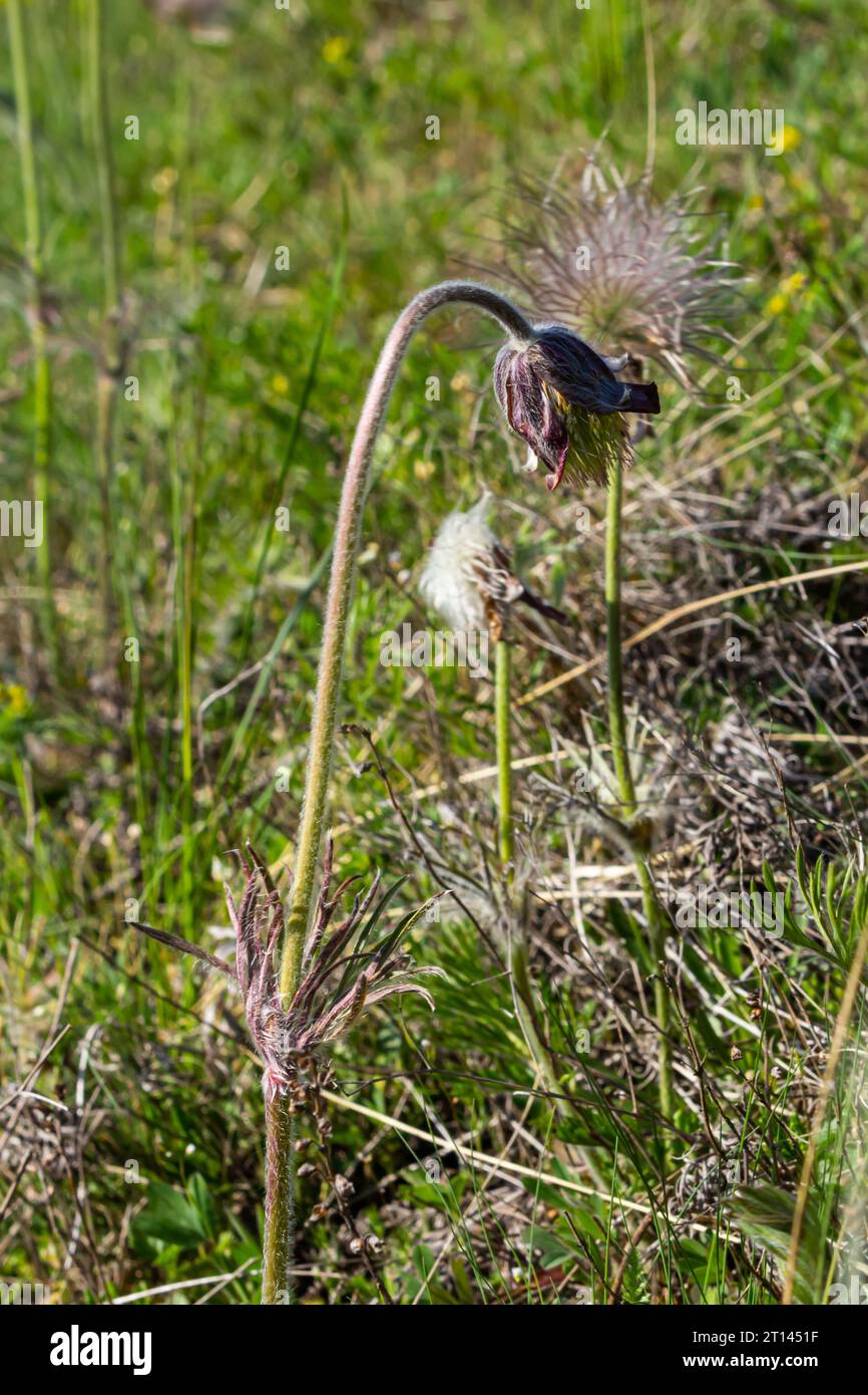 Pulsatilla pratensis, das kleine Pasqueflowe. Giftpflanze im Naturschutz. Stockfoto