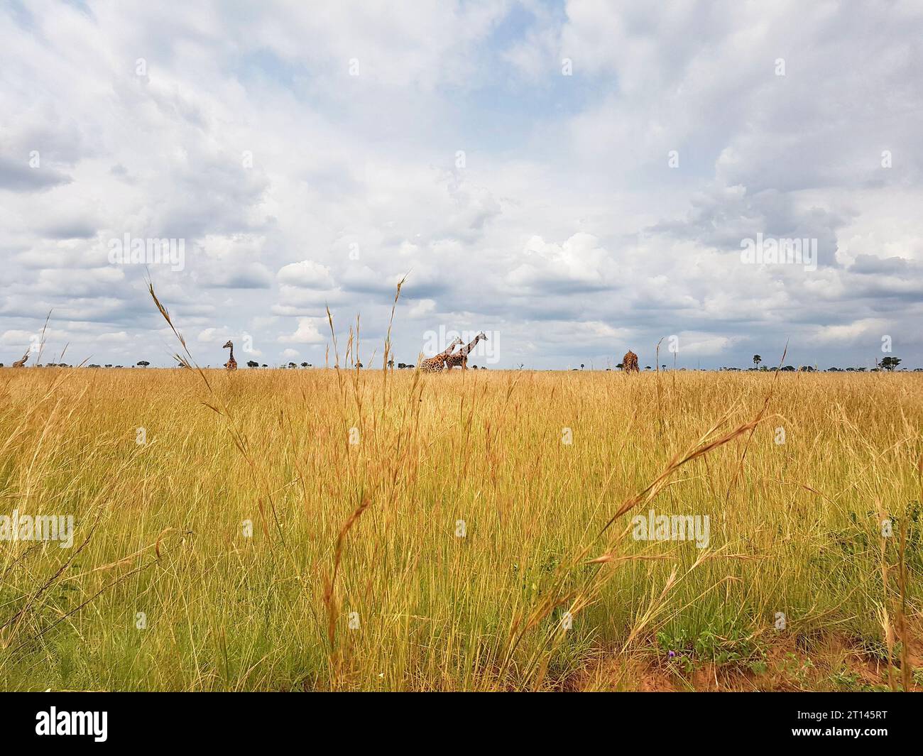 Gruppe von Giraffen im Murchison Falls National Park in Uganda, Afrika Stockfoto