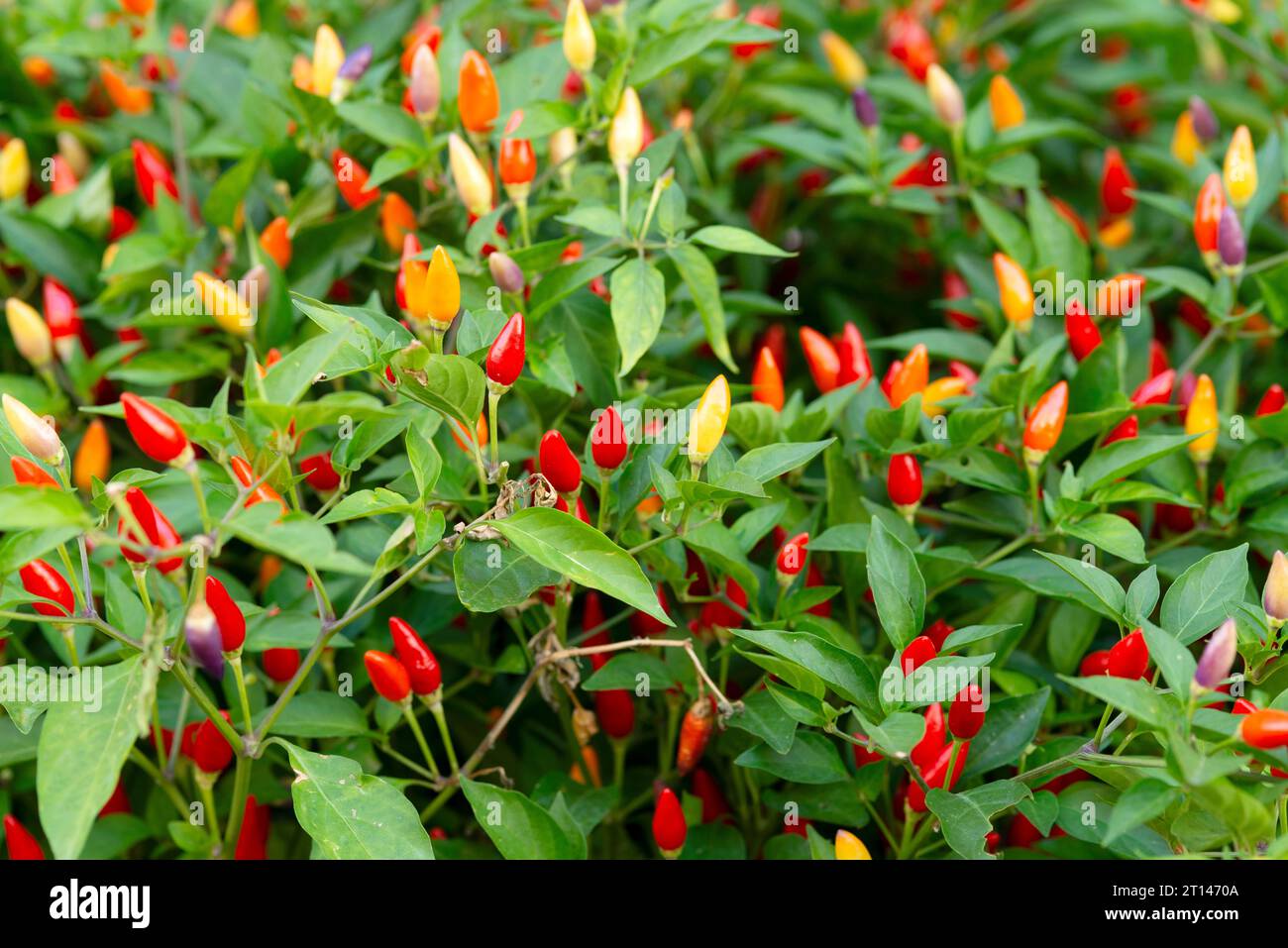 Rote Chilischote auf der Anlage Stockfoto