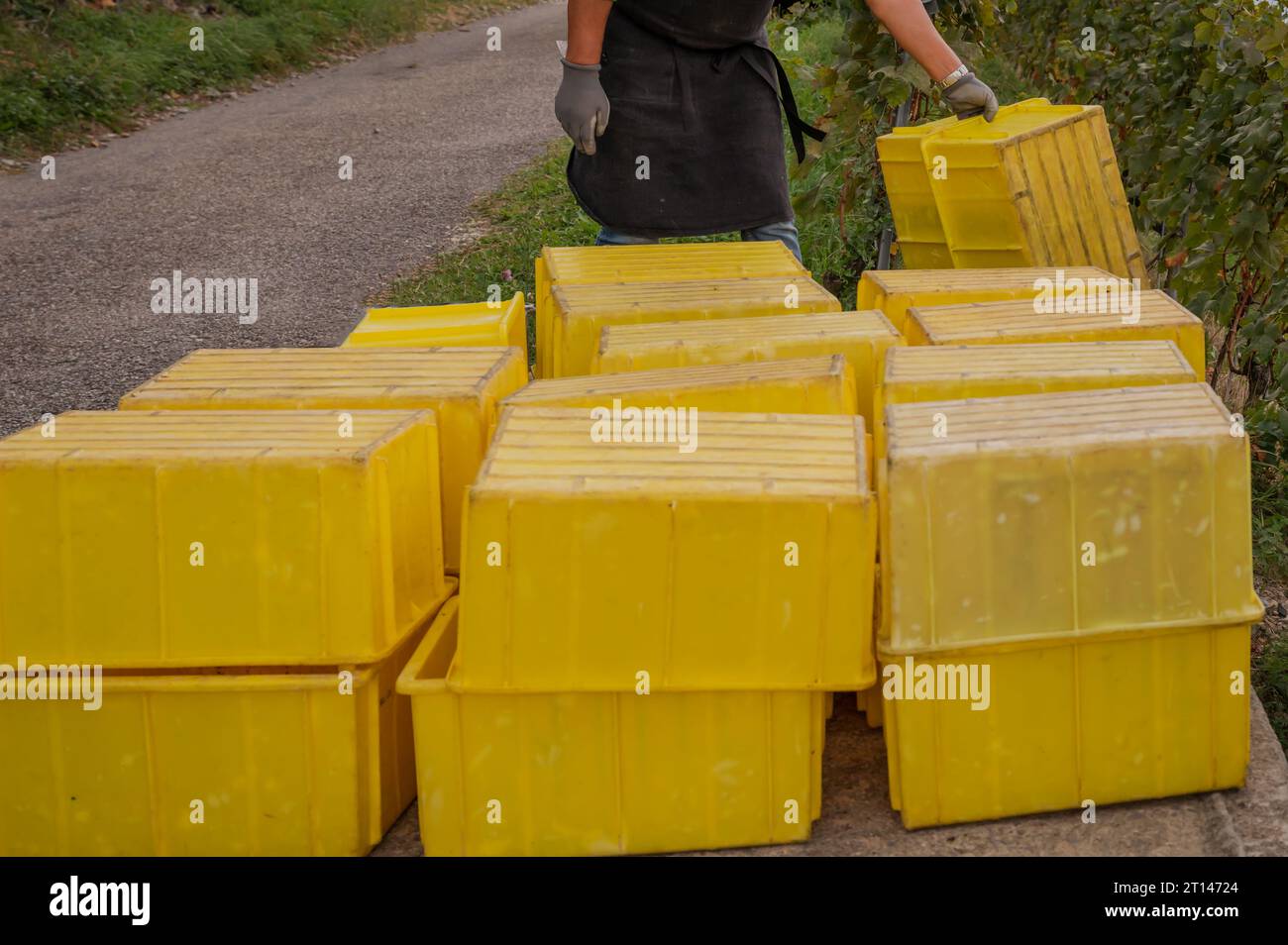 Weinlese der weißen Chasselas. Leute, die im Herbst auf Weinbergen arbeiten. Lavaux, Kanton Waadt, Schweiz. Stockfoto Weinlese der weißen Chasselas. Leute, die im Herbst auf Weinbergen arbeiten. Lavaux, Kanton Waadt, Schweiz. Stockfoto