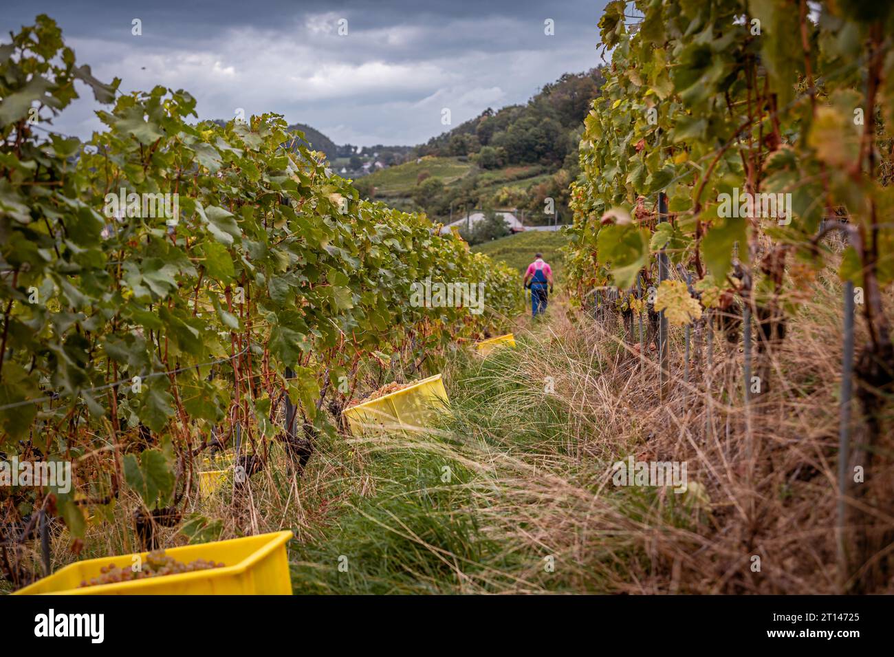 Weinlese der weißen Chasselas. Leute, die im Herbst auf Weinbergen arbeiten. Lavaux, Kanton Waadt, Schweiz. Stockfoto Weinlese der weißen Chasselas. Leute, die im Herbst auf Weinbergen arbeiten. Lavaux, Kanton Waadt, Schweiz. Stockfoto