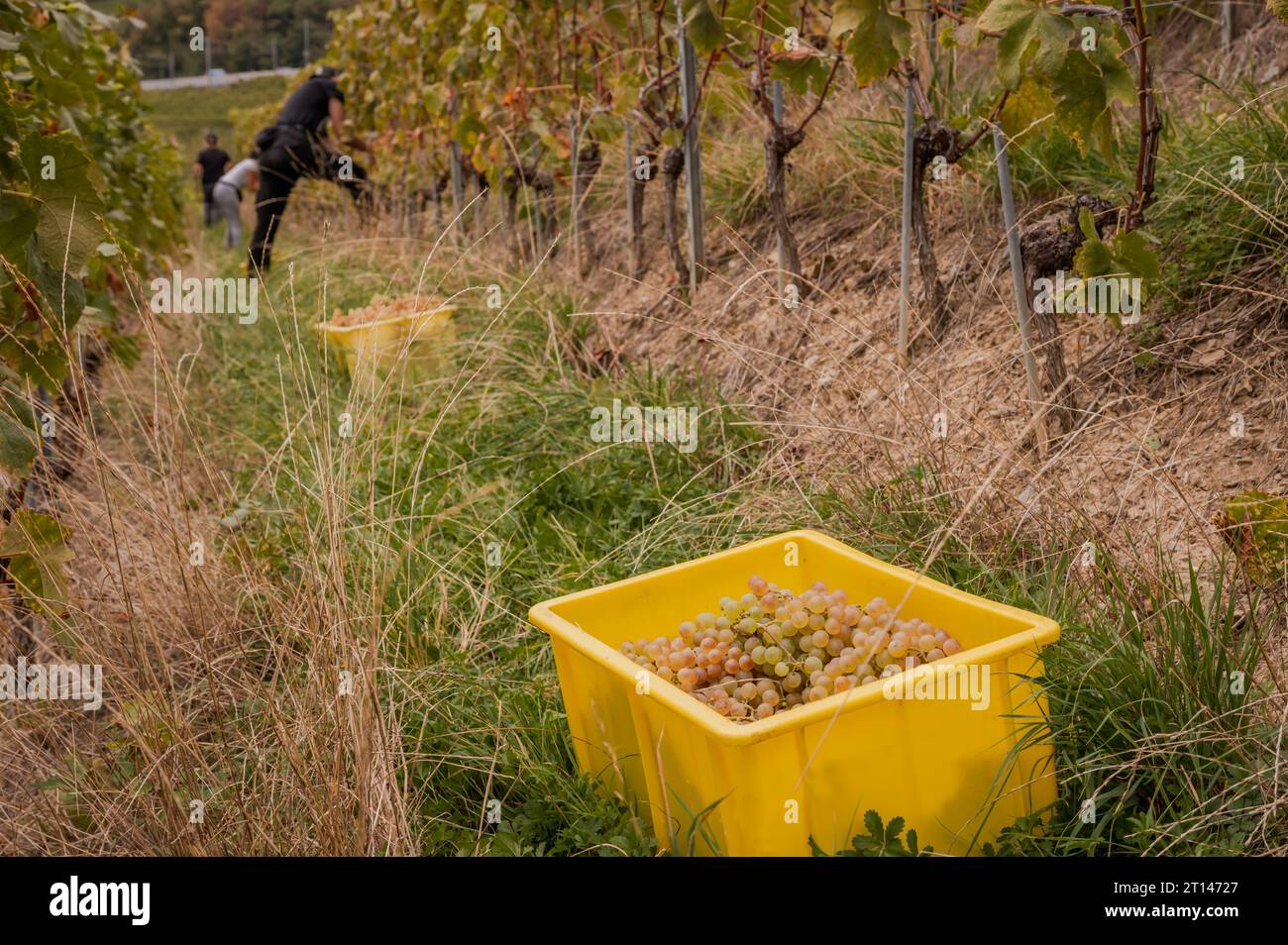 Weinlese der weißen Chasselas. Leute, die im Herbst auf Weinbergen arbeiten. Lavaux, Kanton Waadt, Schweiz. Stockfoto Weinlese der weißen Chasselas. Leute, die im Herbst auf Weinbergen arbeiten. Lavaux, Kanton Waadt, Schweiz. Stockfoto