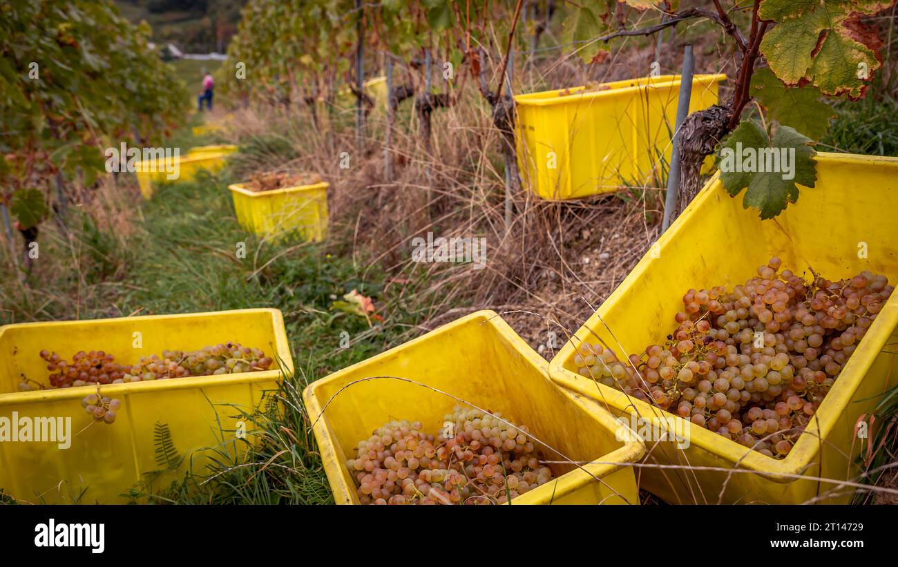 Weinlese der weißen Chasselas. Leute, die im Herbst auf Weinbergen arbeiten. Lavaux, Kanton Waadt, Schweiz. Stockfoto Weinlese der weißen Chasselas. Leute, die im Herbst auf Weinbergen arbeiten. Lavaux, Kanton Waadt, Schweiz. Stockfoto