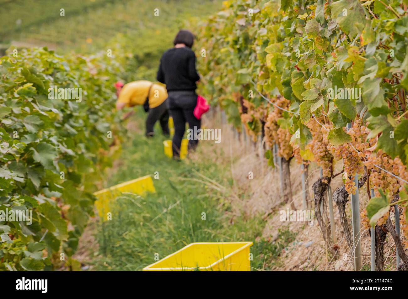 Weinlese der weißen Chasselas. Leute, die im Herbst auf Weinbergen arbeiten. Lavaux, Kanton Waadt, Schweiz. Stockfoto