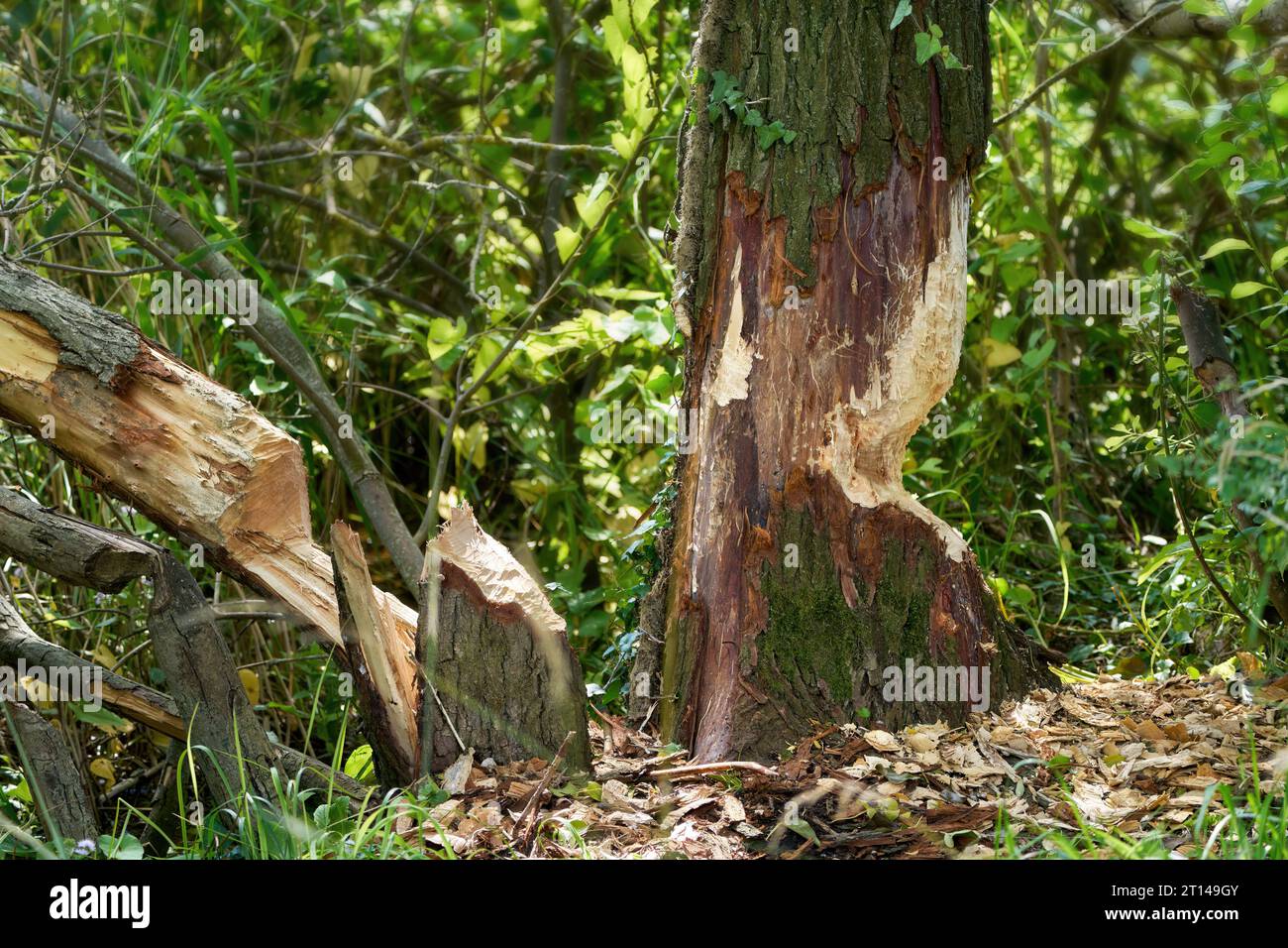 Biberbiss auf Bäumen - Nahaufnahme von Baumstämmen, die von Bibern genagt wurden Stockfoto