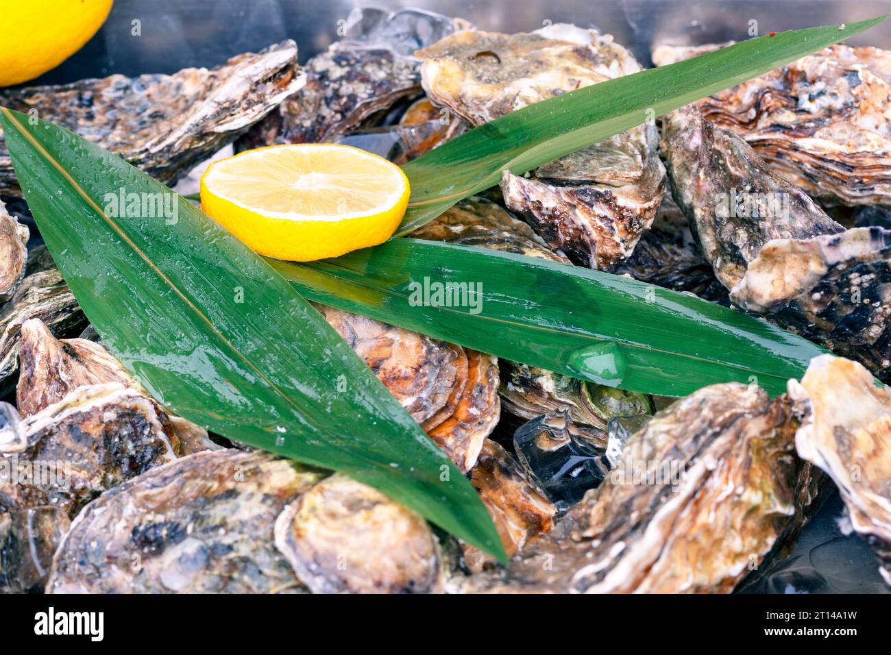 Muscheln, Muscheln. Ein Haufen Meeresfrüchte. Zitrone auf grünen Blättern und Meeresfrüchte. Zutat für die Zubereitung von Meeresfrüchten. Stockfoto