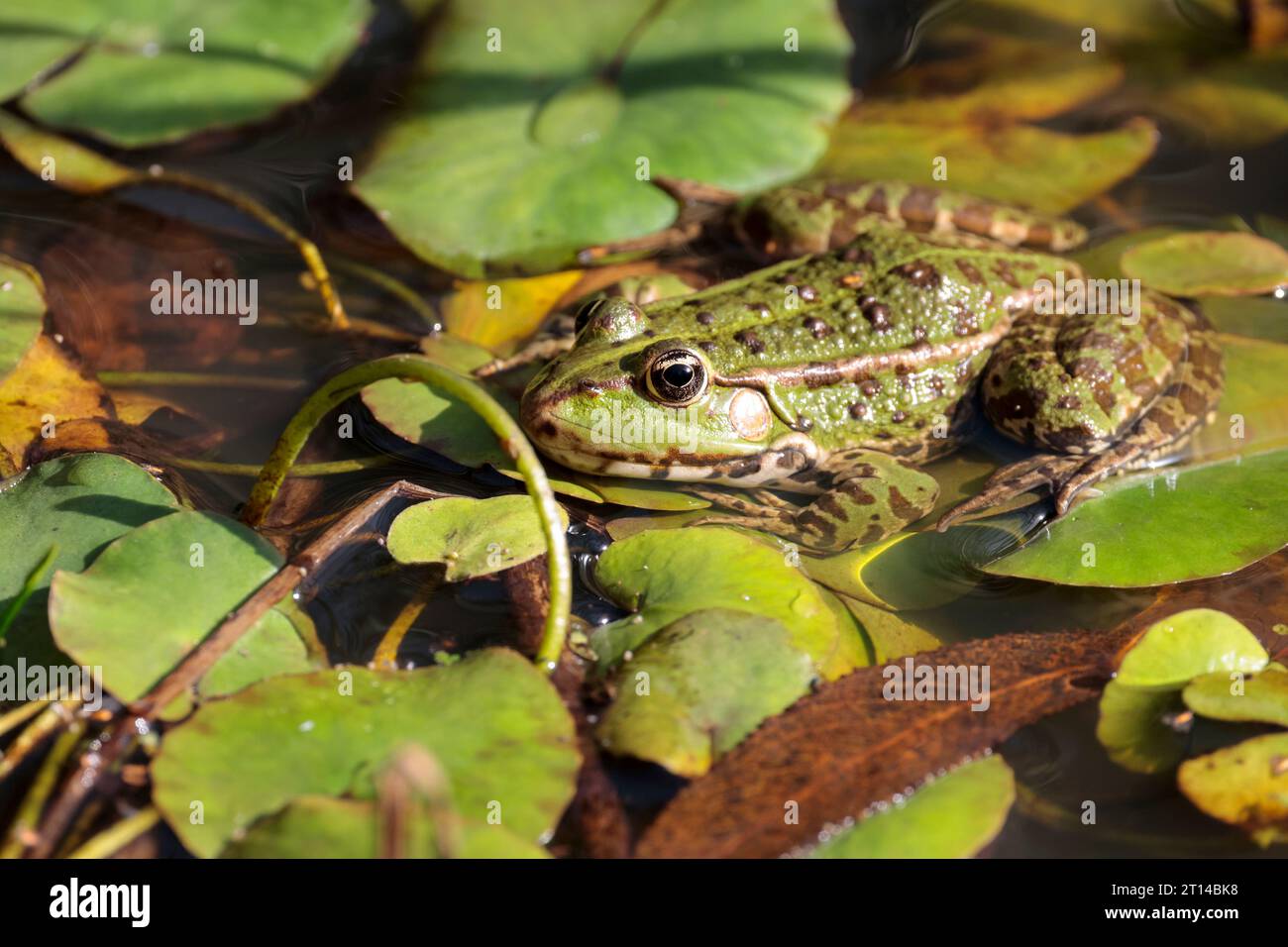 Marsh Frog Rana ridibunda, Herbst UK grün mit dunklen Flecken spitzes Gesicht auf Lilienpads ähnlicher Farben im Querformat etwas Kopierraum Stockfoto