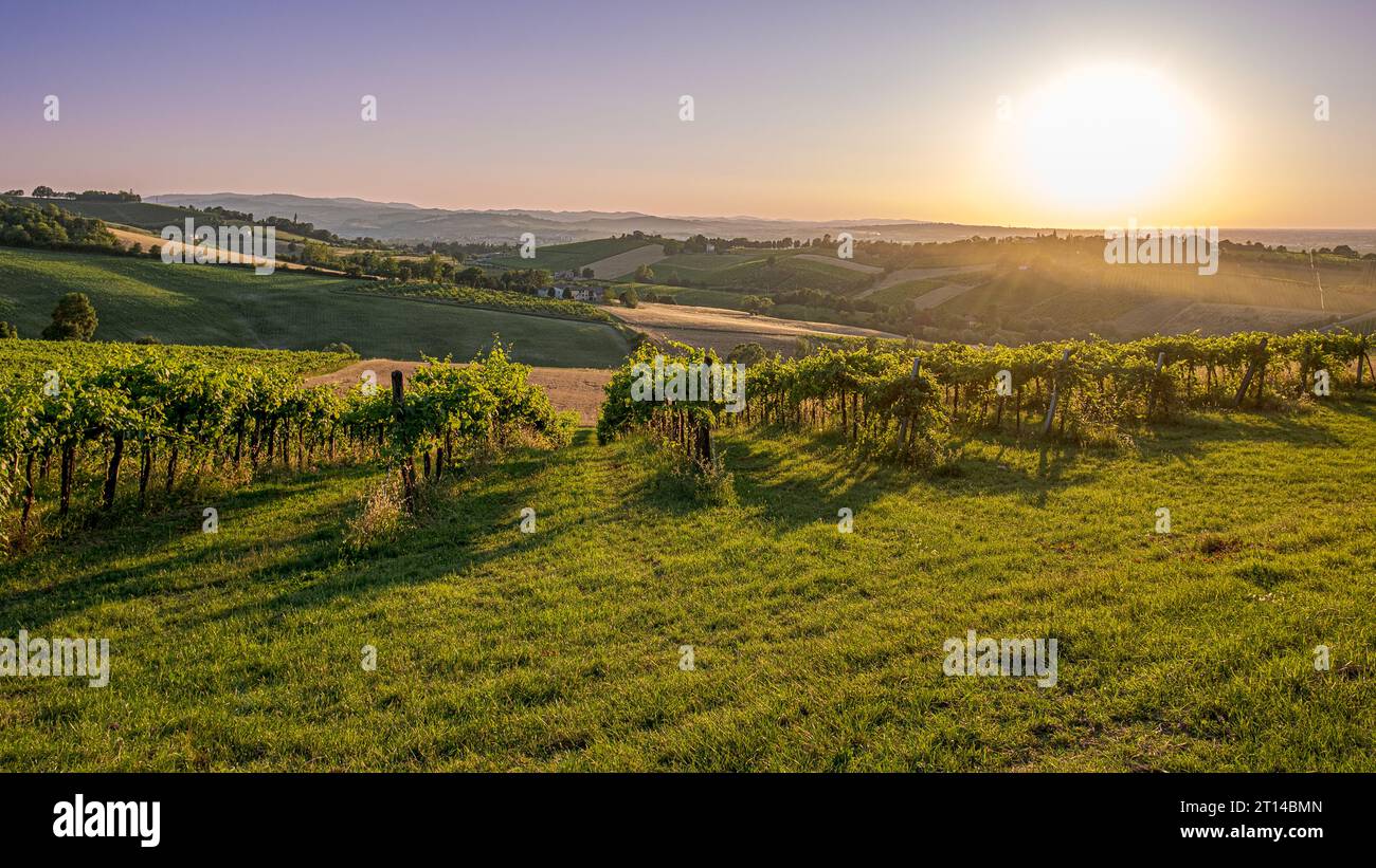 Sonnenuntergang auf den Weinbergen im Südwesten von Bologna: Geschütztes geografisches Gebiet für typischen Wein namens "Pignoletto". Provinz Bologna, Emilia R. Stockfoto