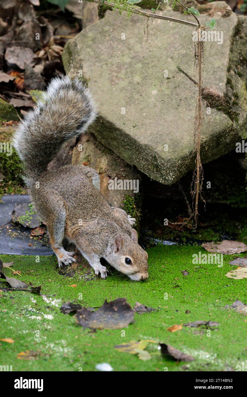 Graues Eichhörnchen trinkt Sciurus carolinensis, grauer Spätsommer-Fell, der stellenweise mit buschigem Schwanz in Vogelhäuten getrunken vom Teich durch Unkraut getrunken wird Stockfoto