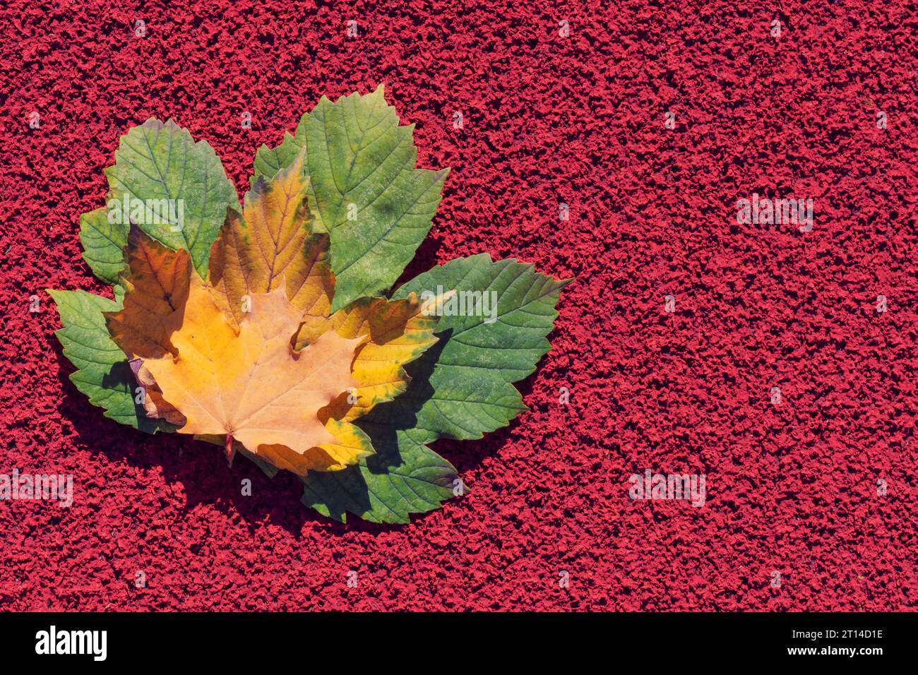 Zwei Herbstblätter auf dem grauen Hintergrund. Abstrakter Hintergrund der Blätter. Das Konzept des Laubfalles, Herbst Stockfoto