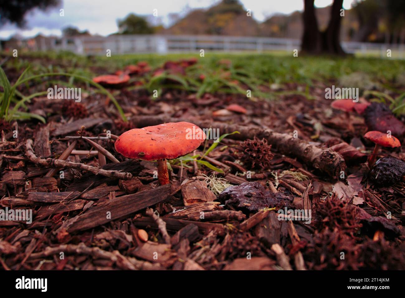 Orange mushroom Stockfoto
